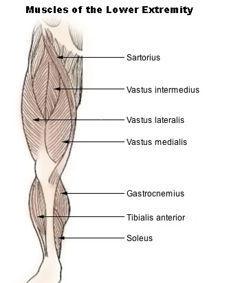 Illu_lower_extremity_muscles.webp