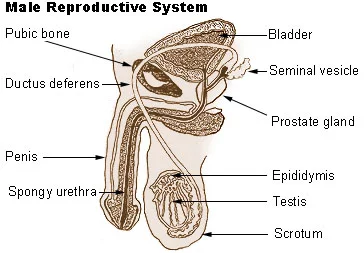 Illu_repdt_male.webp