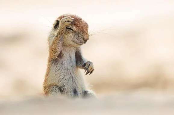 im578x383-comedy-chipmunk_3497582b.webp
