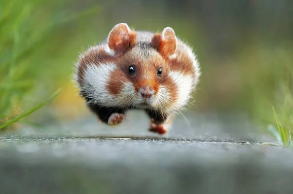 im578x383-Hampster.webp