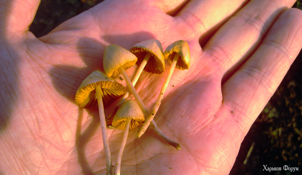 IMAG0990.jpg
