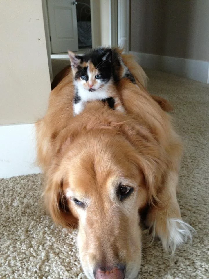 image?u=%2FUNlcUNP.jpg&ho=http%3A%2F%2Fi.imgur.webp