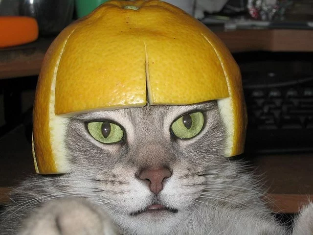 image.webp