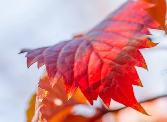 image.webp