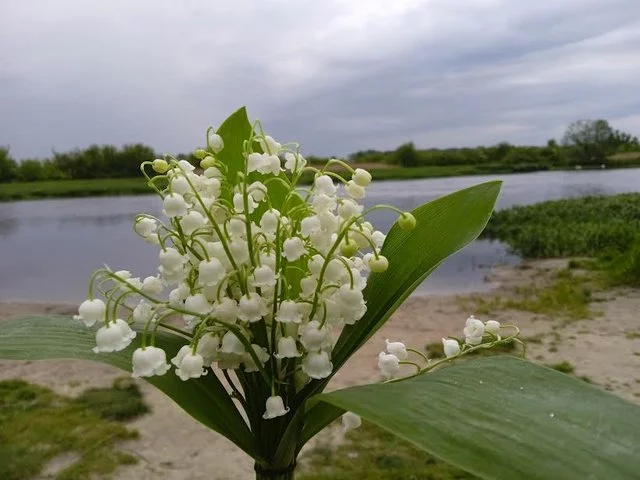 image.webp