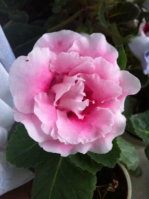 image2xxl.webp