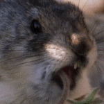 image_10112131655376671662.gif