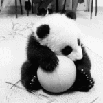 image_10312130112153324775.gif