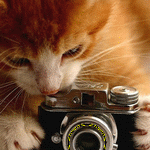 image_12311130026433711763.gif