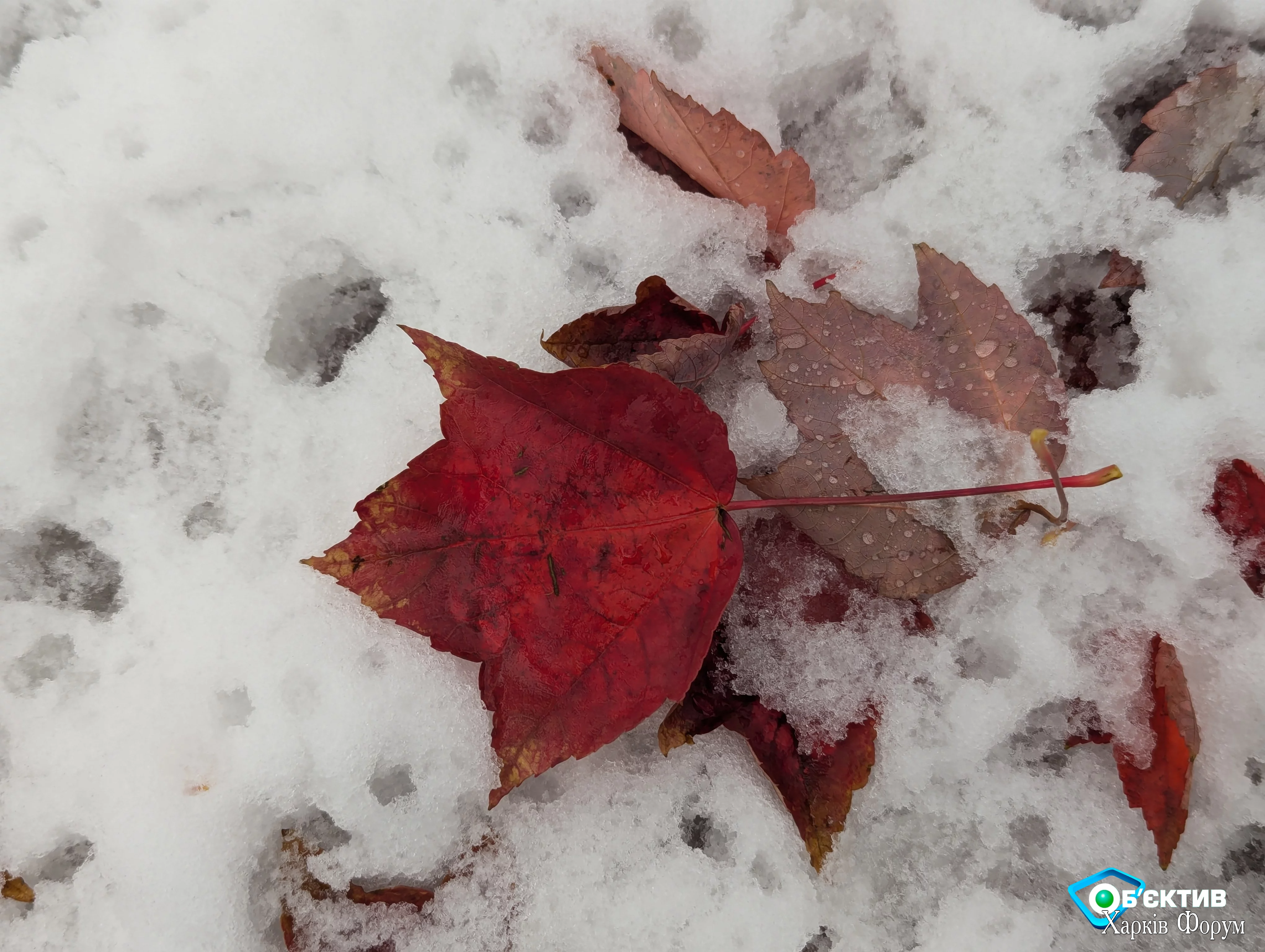 image_2024-11-14_16-50-17.webp