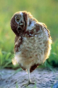 image_410310140106368609050.webp