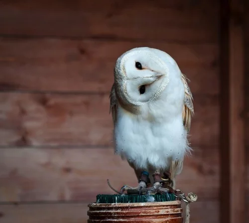 image_561308131152381048797.webp