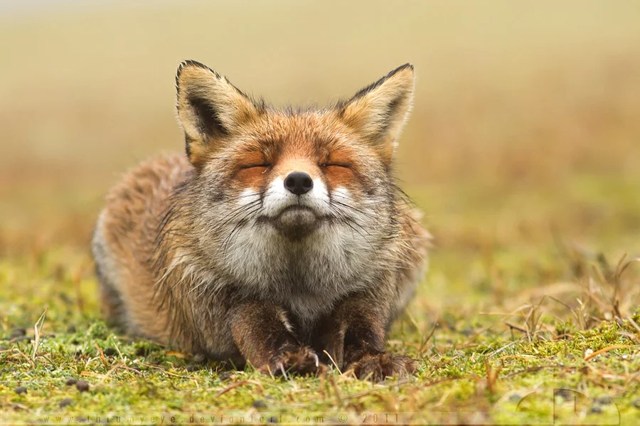 image_562210111815215394077.webp