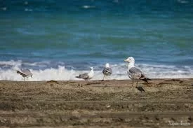 images (17).webp