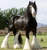 images+%252829%2529.webp
