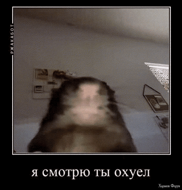 imba3.gif