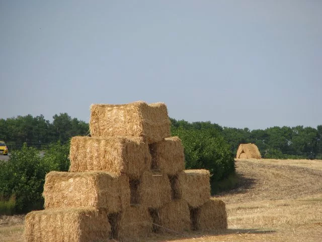IMG-1933.webp