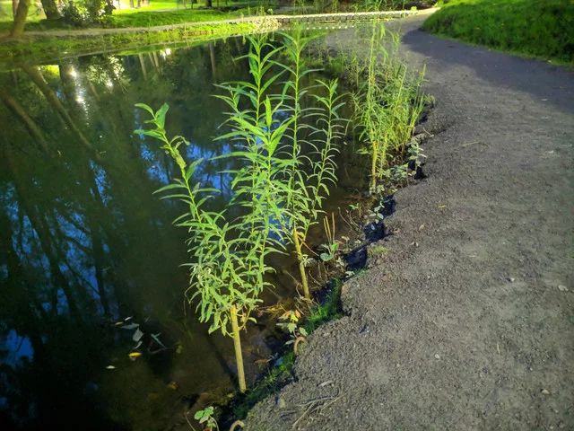 IMG-20190823-201732.webp