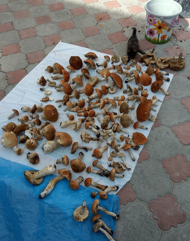IMG-20210911-134239.webp