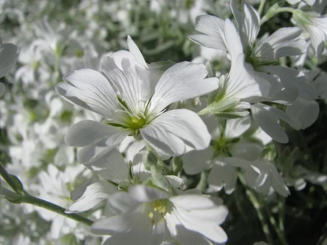 IMG-3927.webp