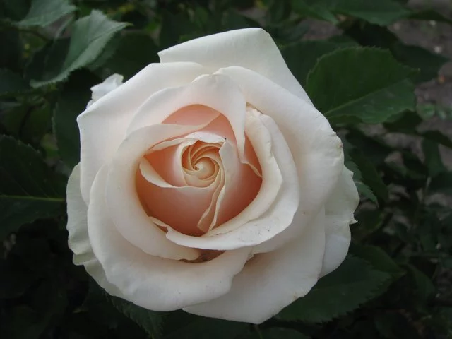 IMG-4222.webp
