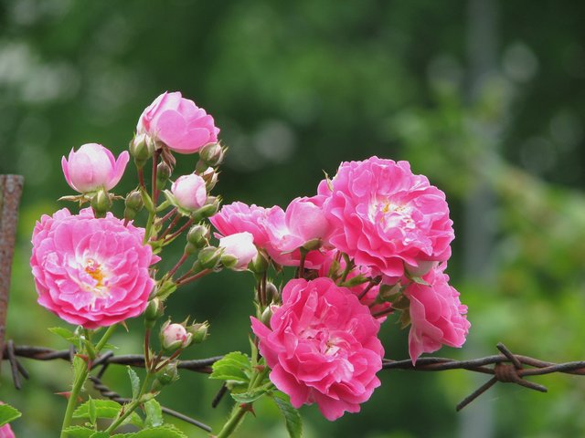 IMG-4399.jpg