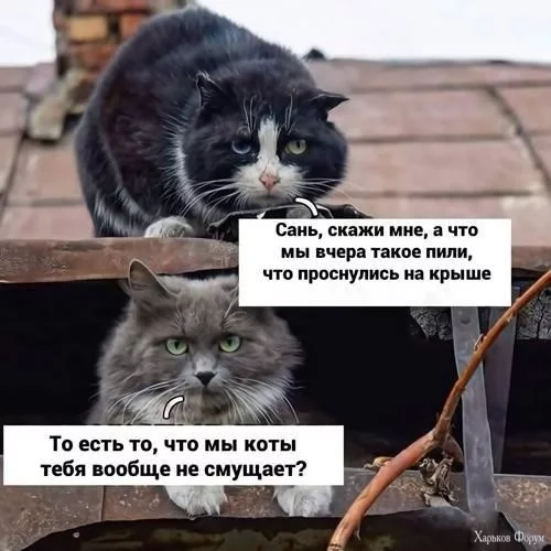 IMG-48984a9f04ab672a562a4441ddf9d475-V.webp