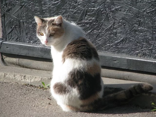 IMG-7300.webp