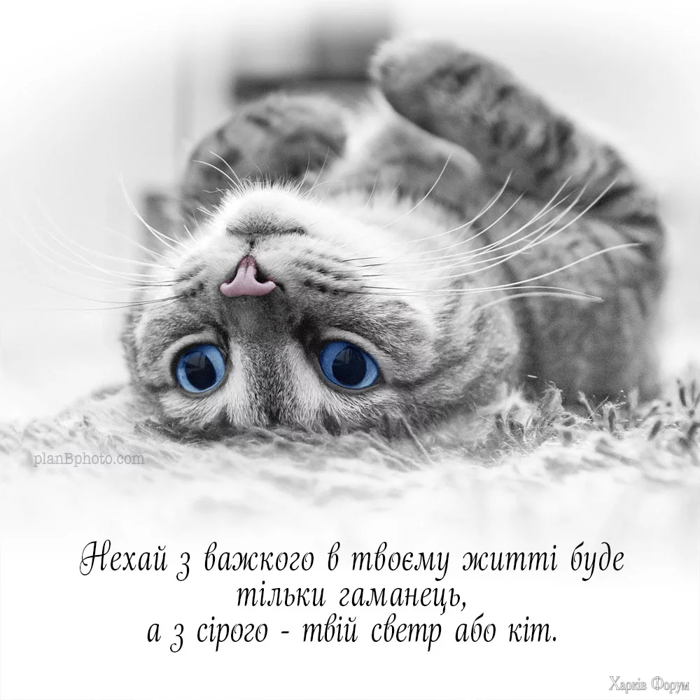 IMG-bed76a44585c78eb79ff4e446b7fb897-V.webp