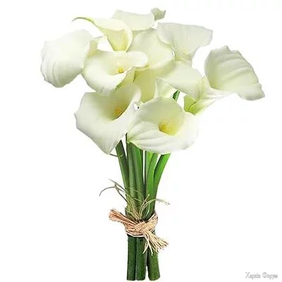 img129_main_l.webp