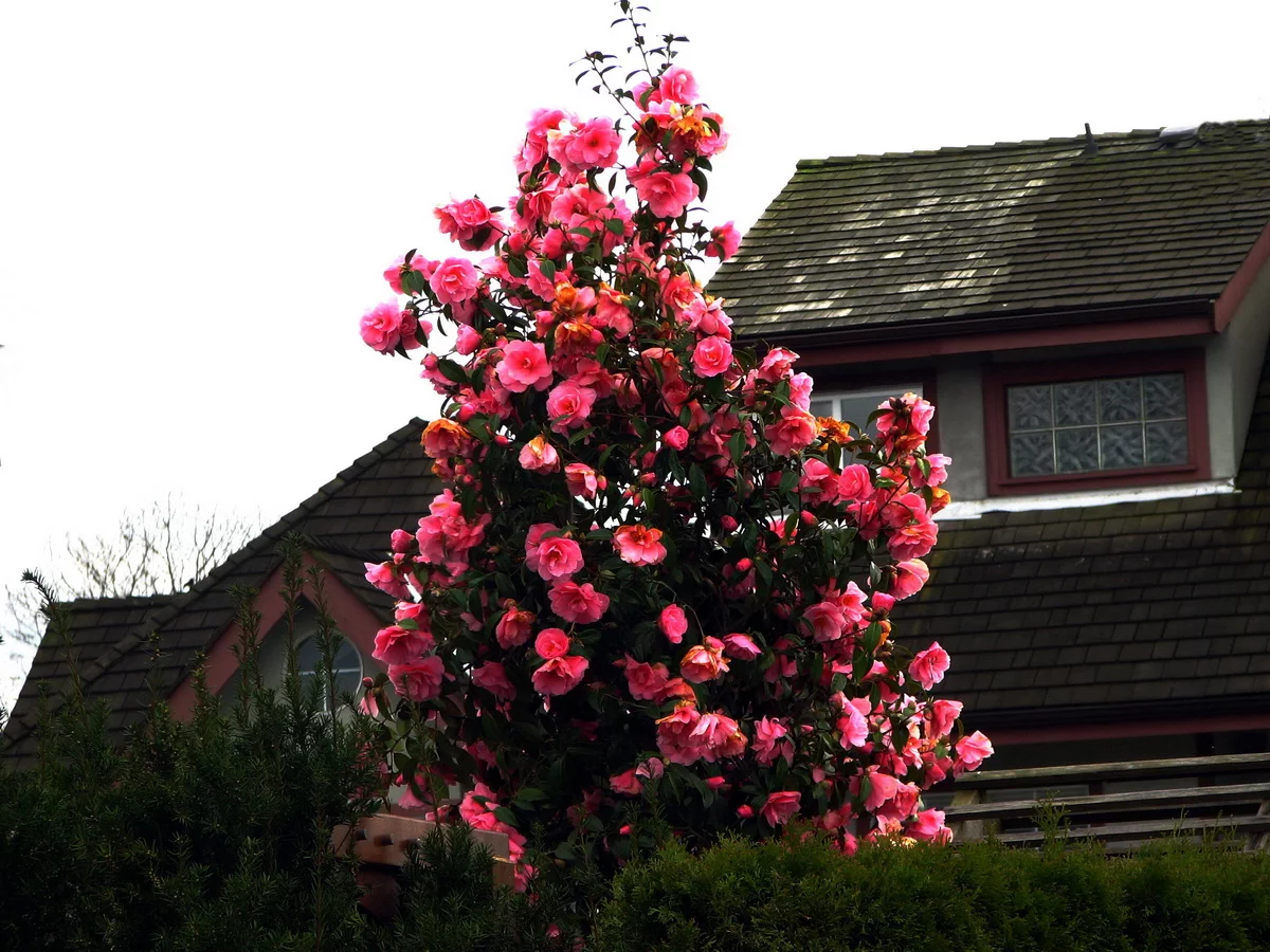 IMG_00321p.webp