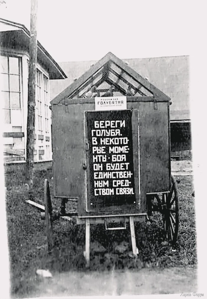 Береги голубя