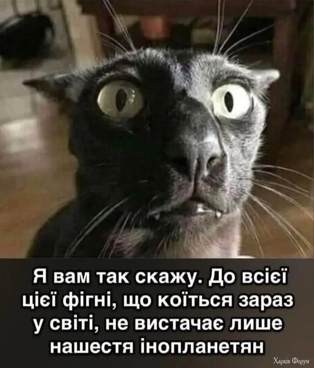 img_1_1750824616189.webp