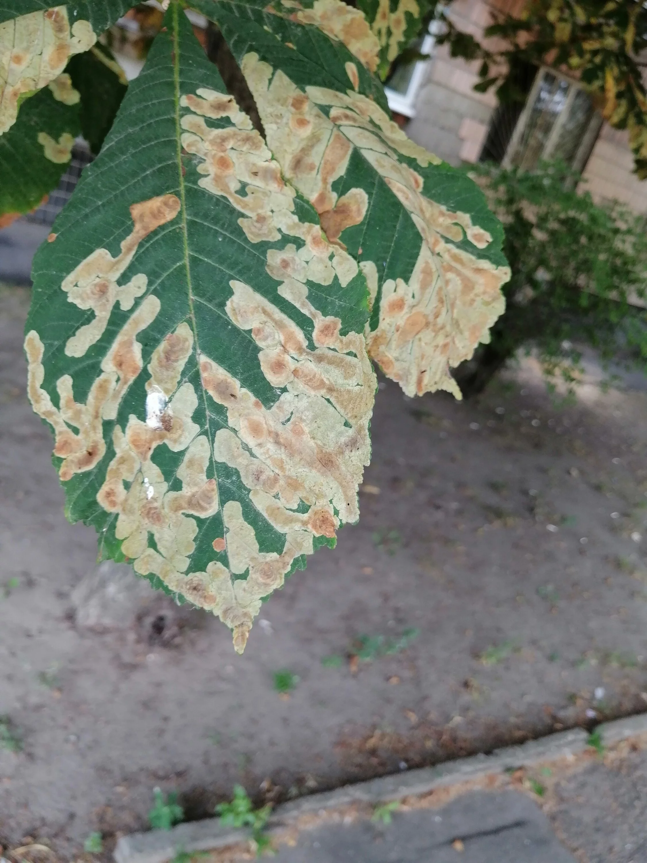 IMG_20210808_140925.webp