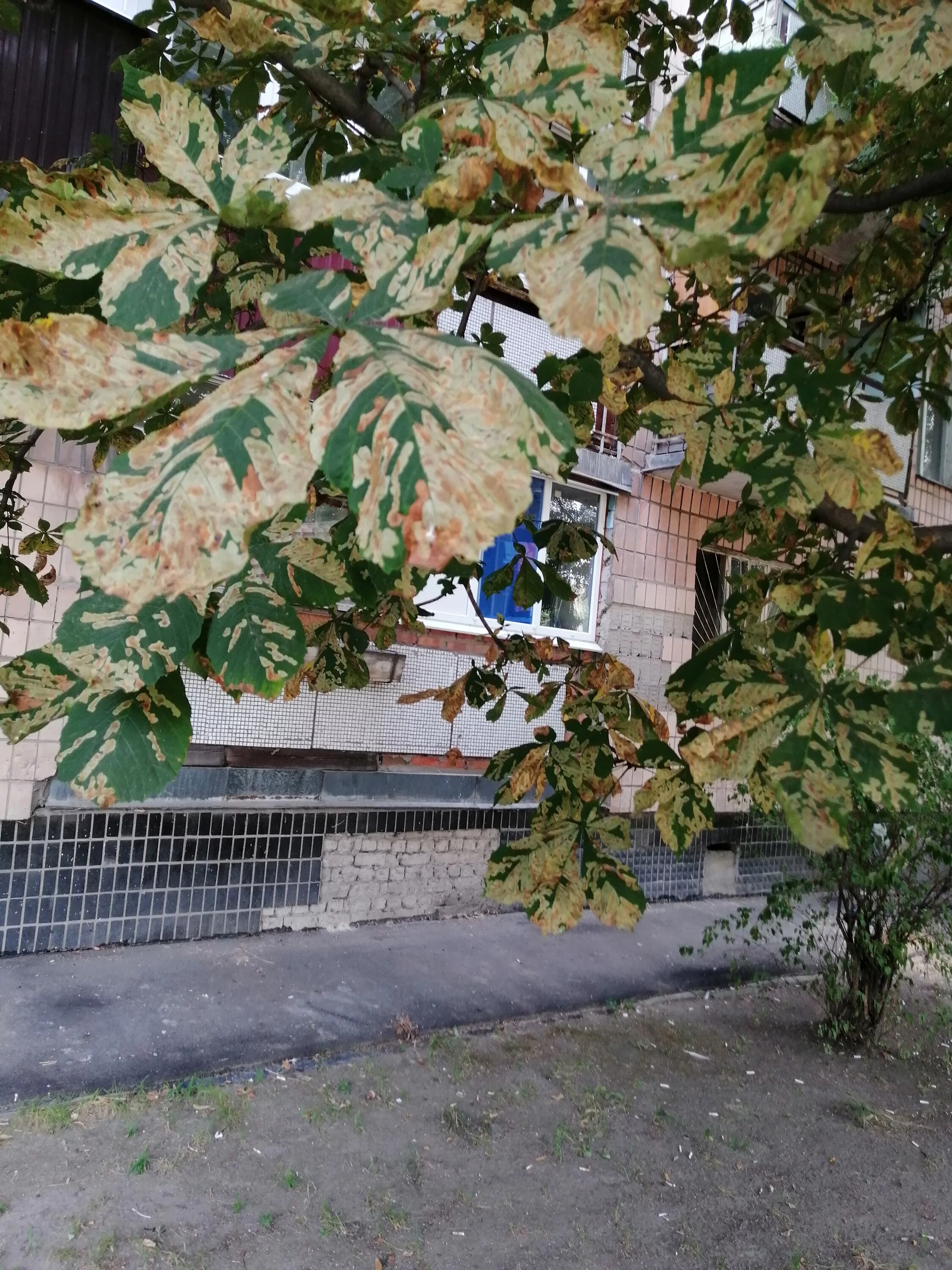IMG_20210808_140940.webp