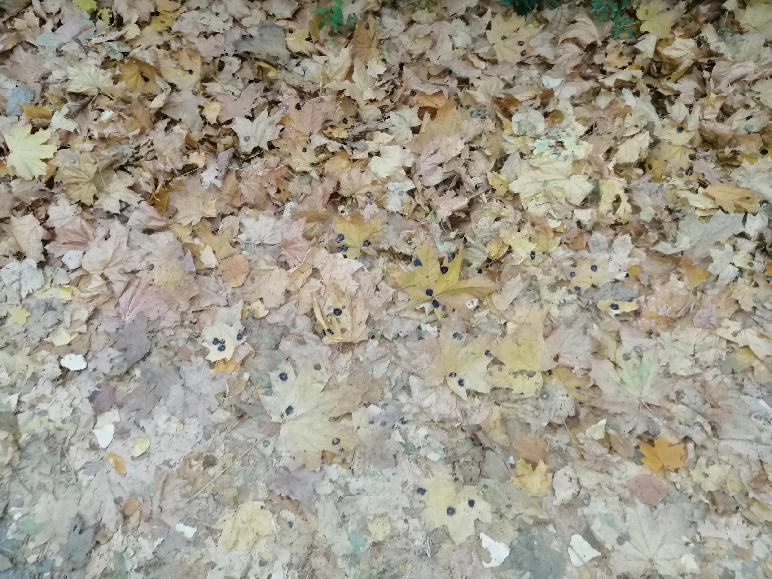 IMG_20211028_165735.webp