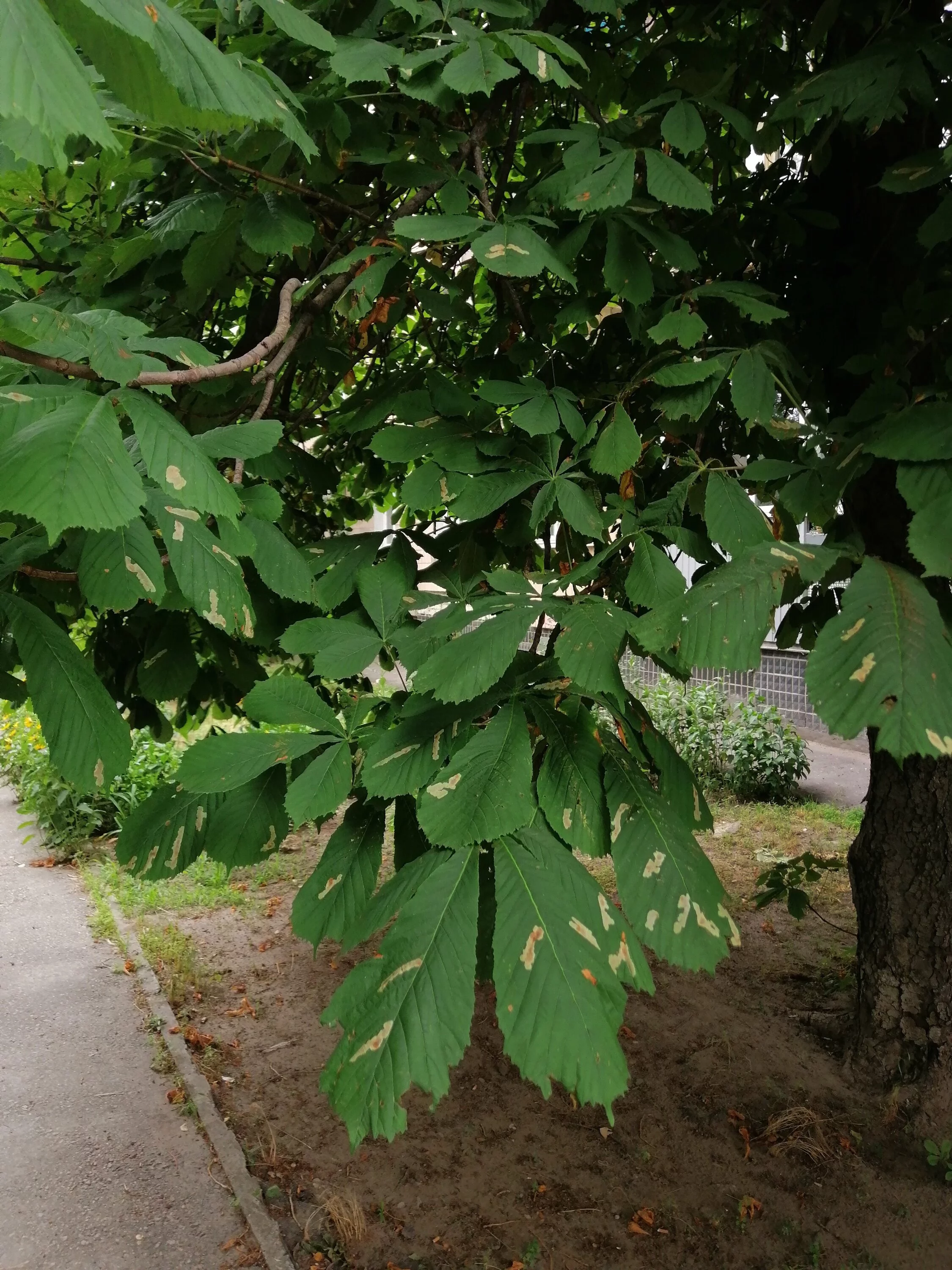 IMG_20230625_144754.webp