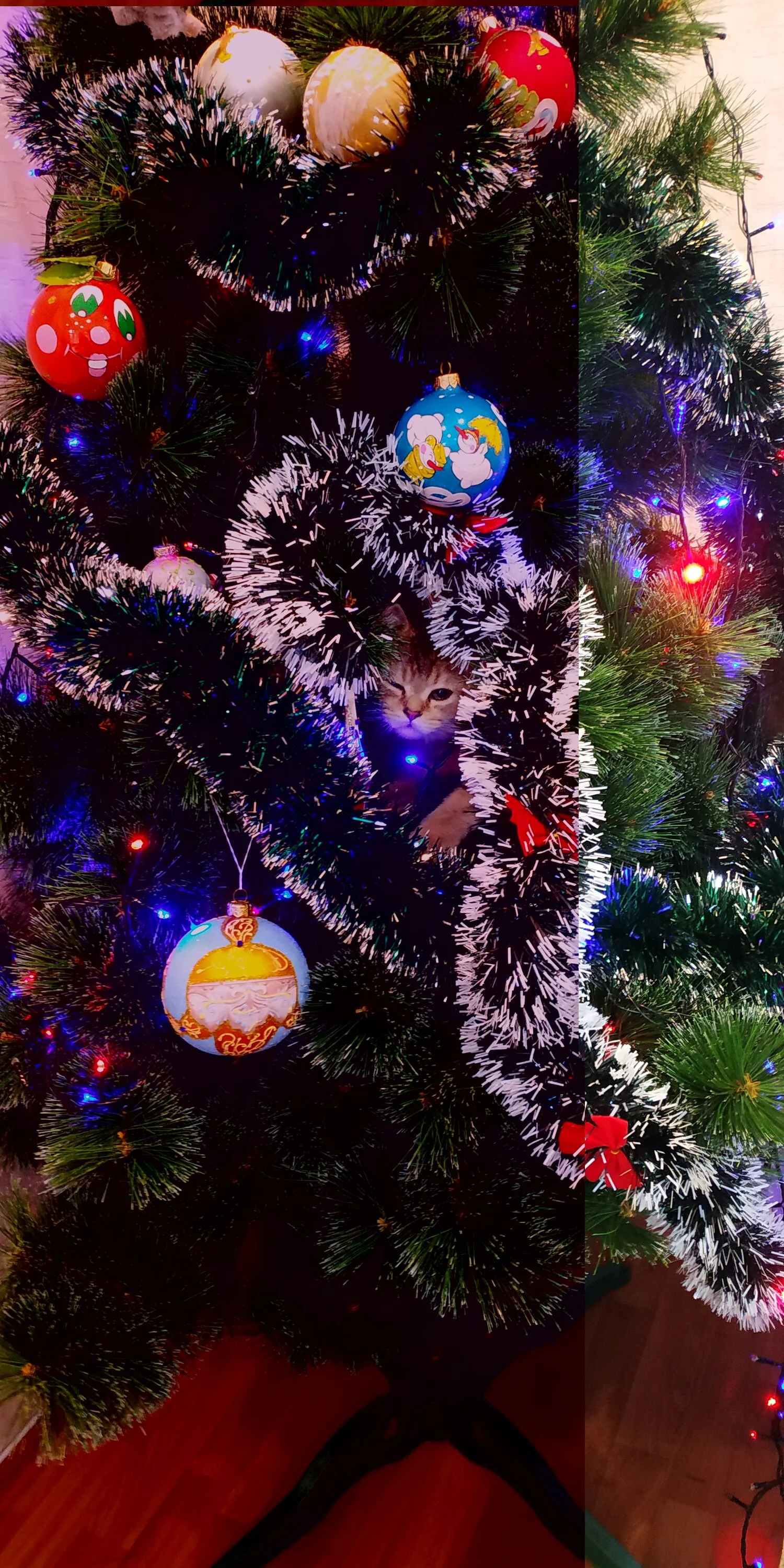 IMG_20231229_094226.webp