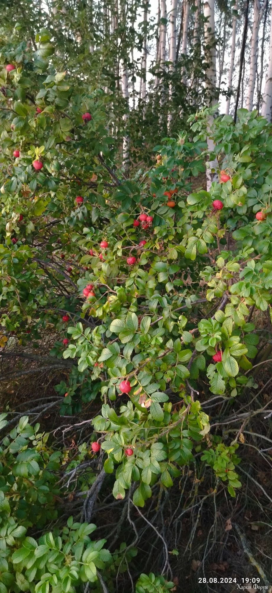 IMG_20240828_190938_compress22.webp