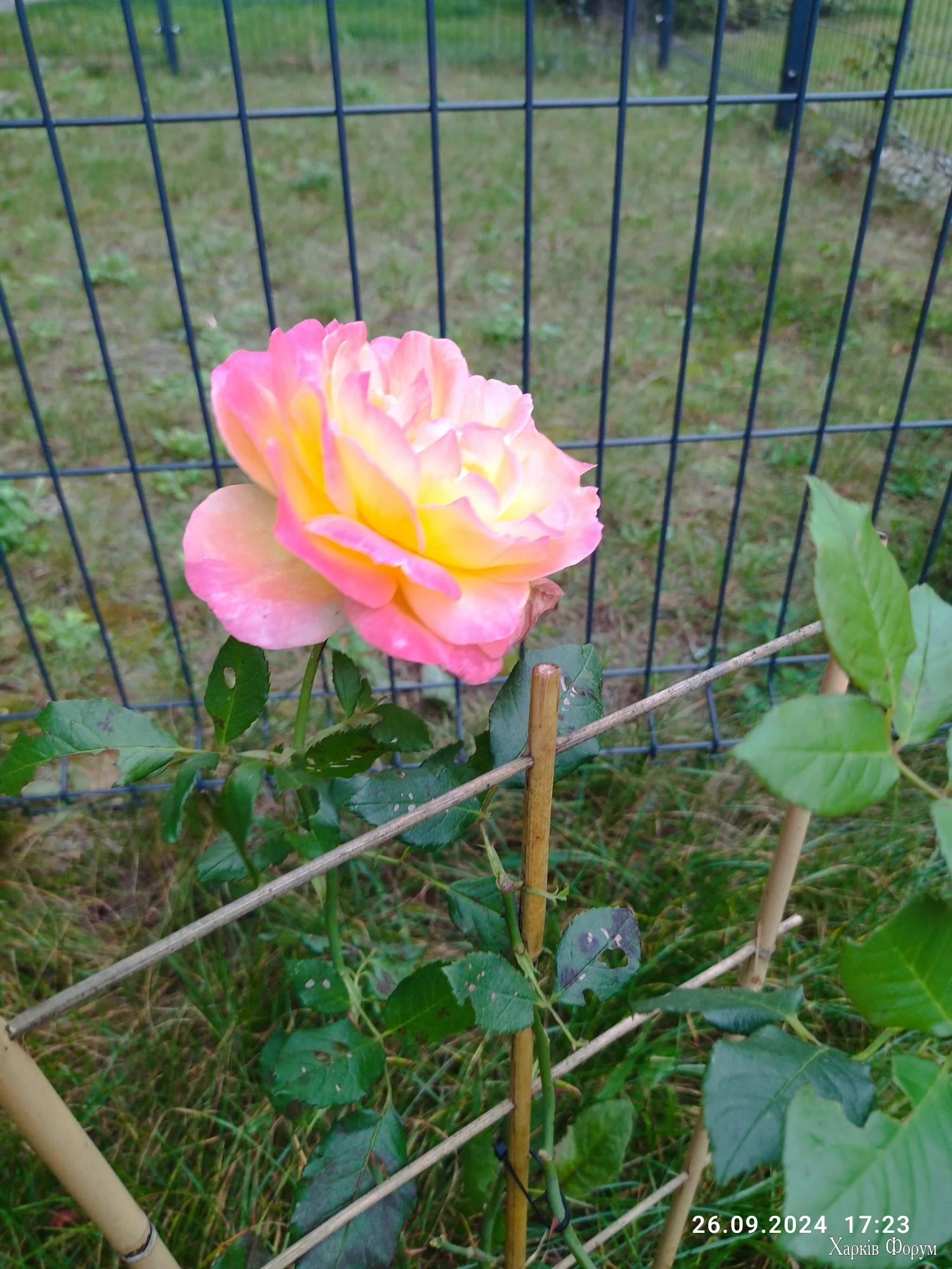 IMG_20240926_172335_compress60.webp