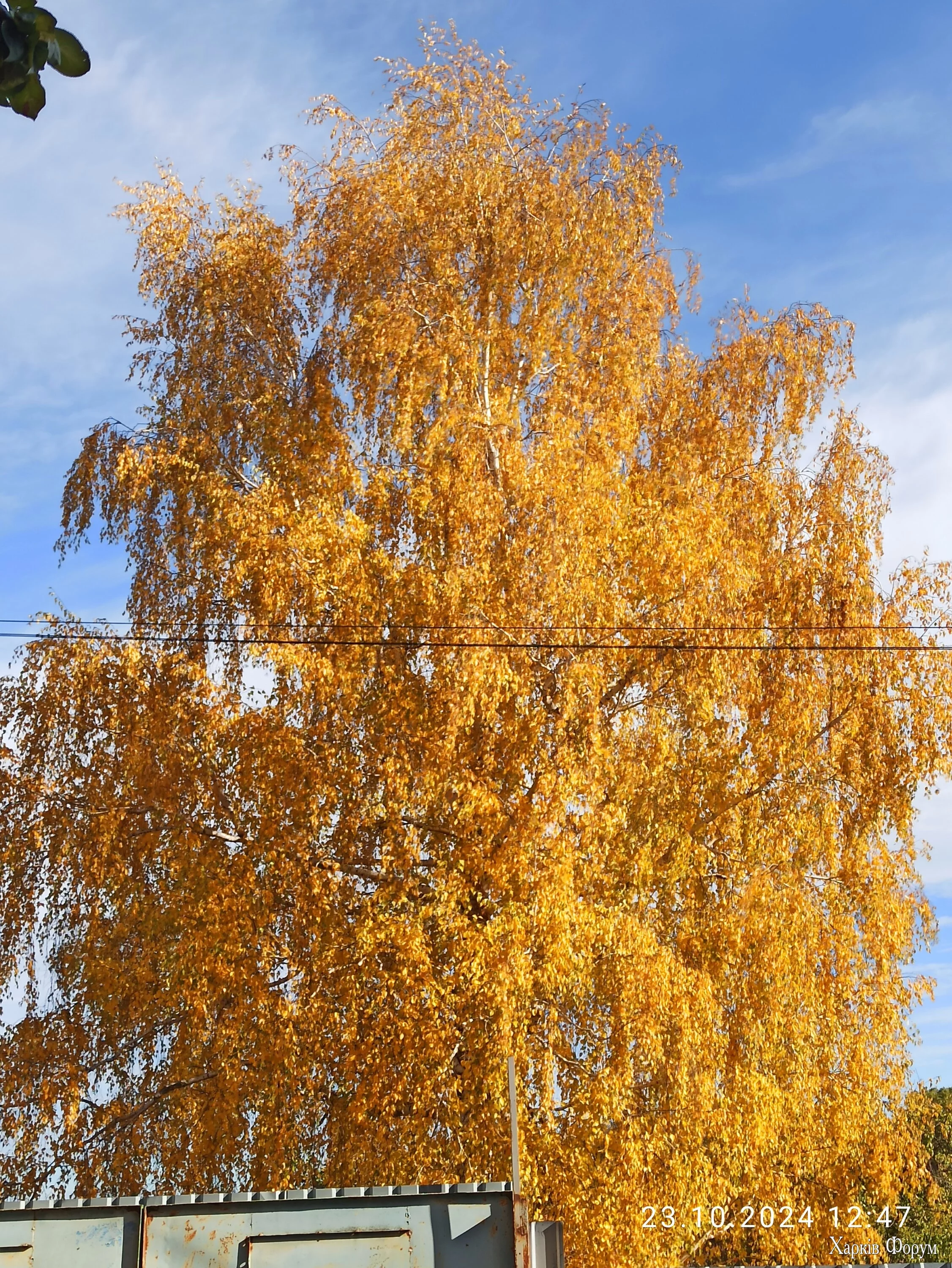 IMG_20241023_124737.webp