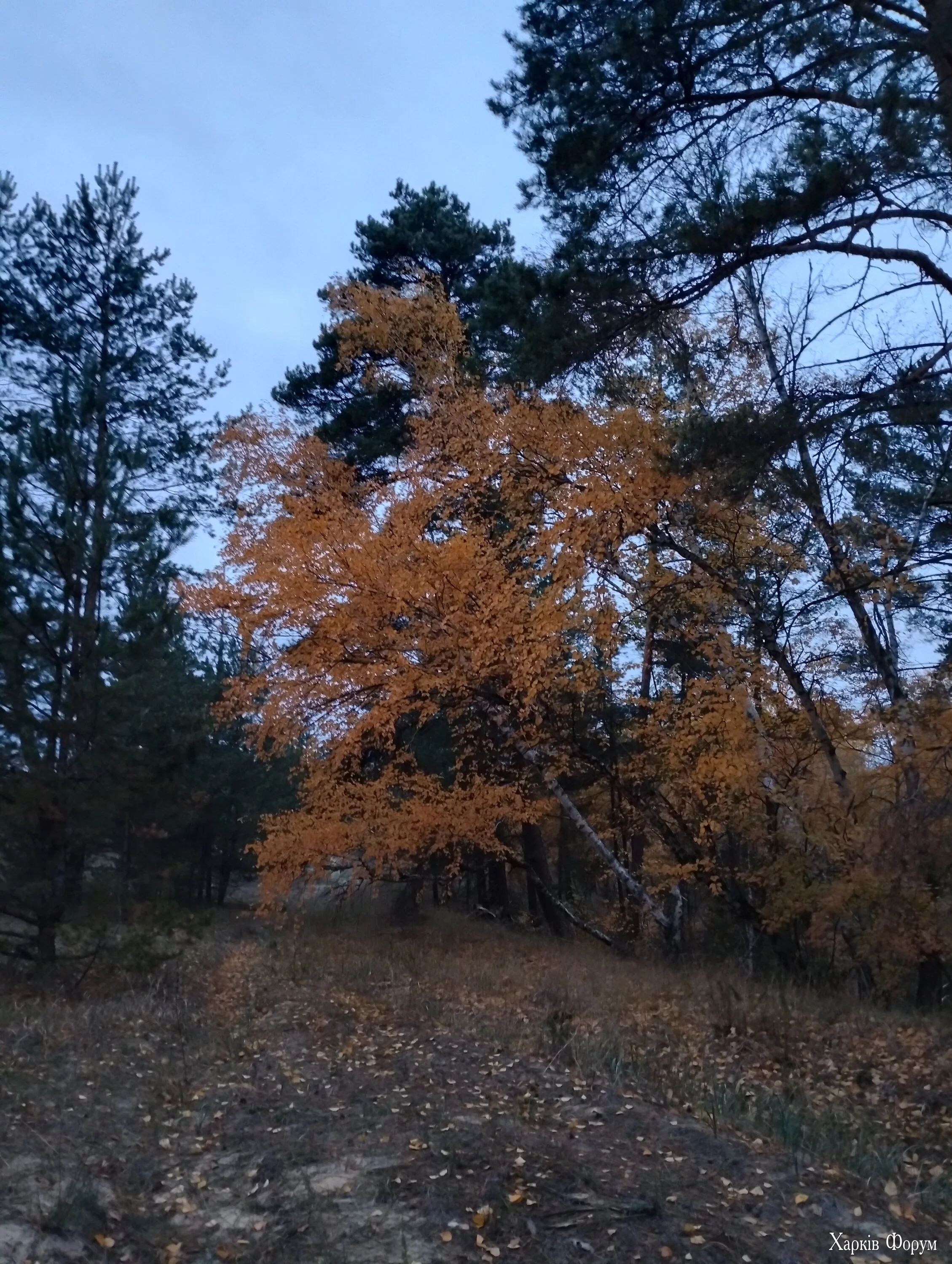 IMG_20241101_061608920_HDR.webp