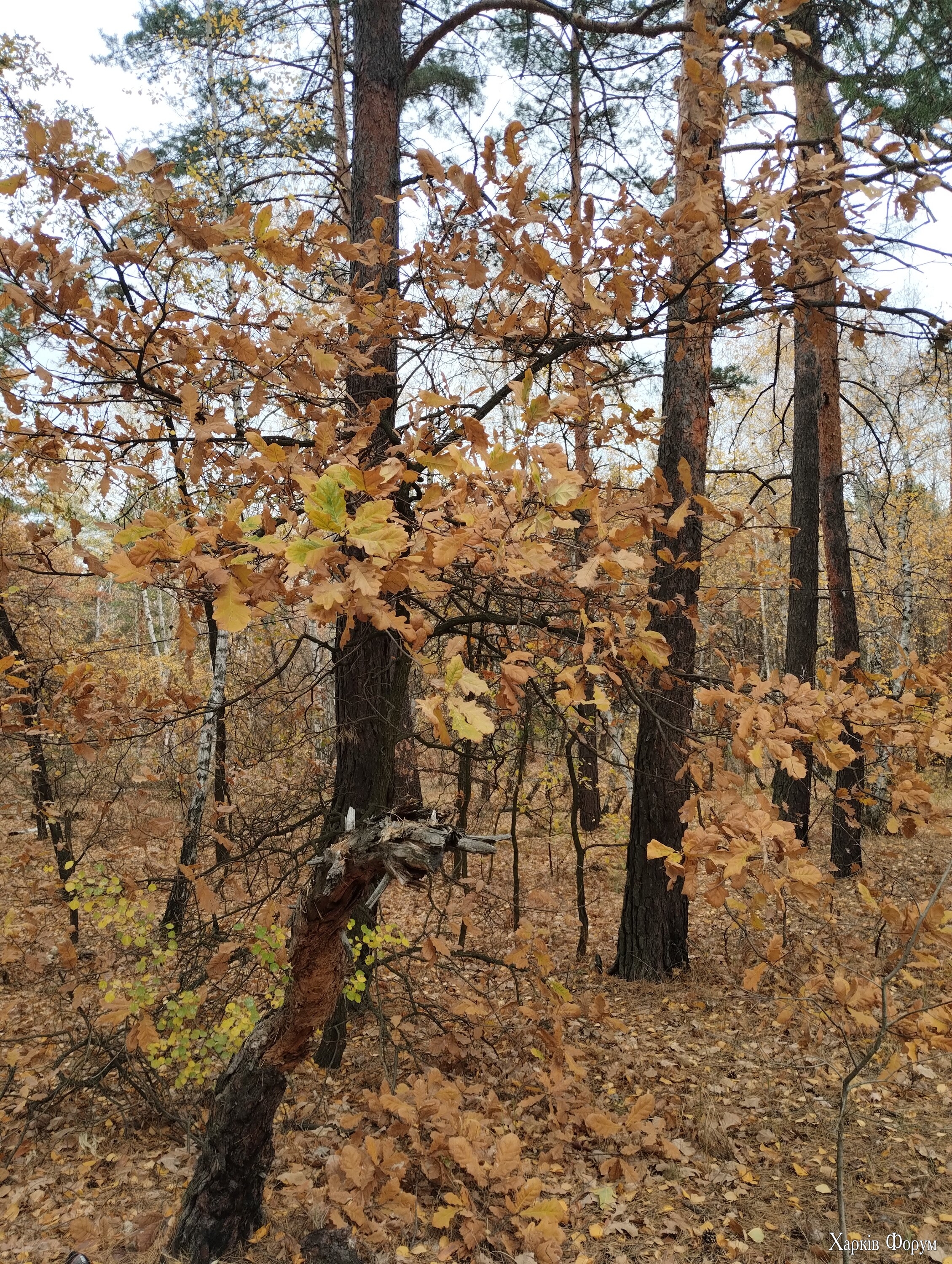 IMG_20241106_133641130.jpg