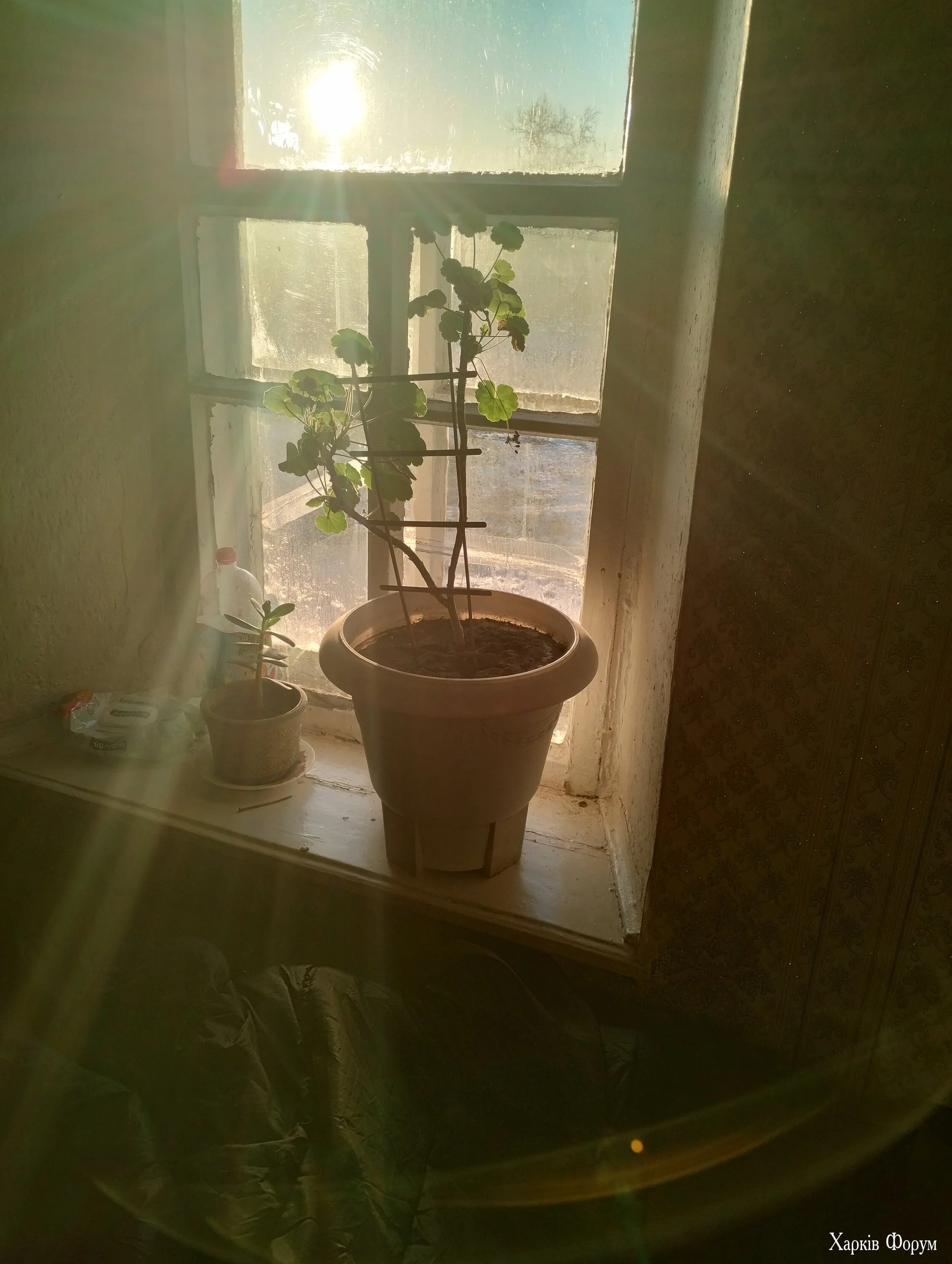 IMG_20241214_075424056_HDR.webp