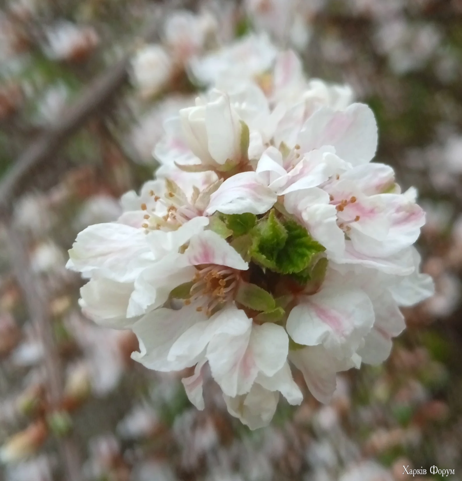 IMG_20250325_130733.webp