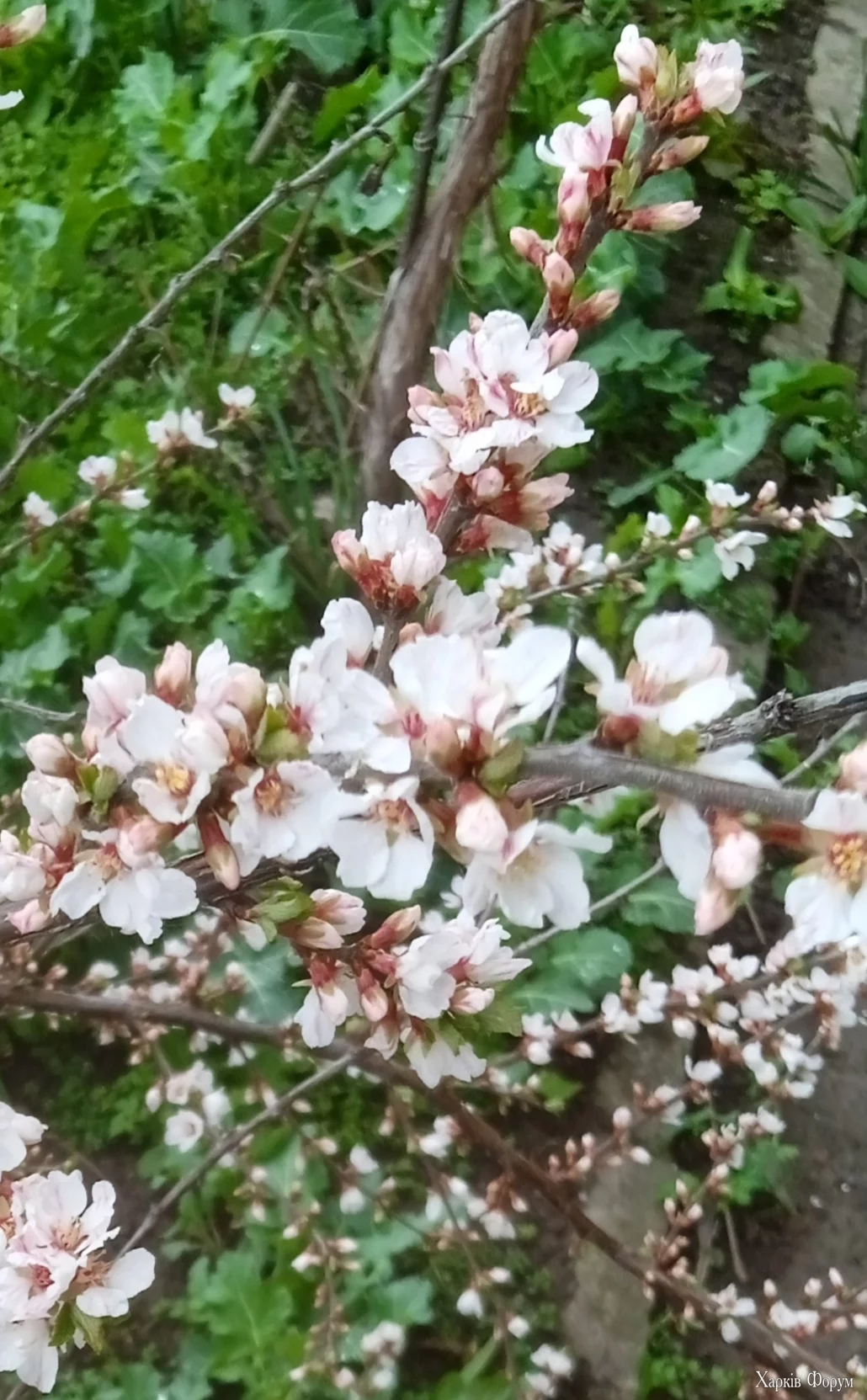IMG_20250325_130801.webp