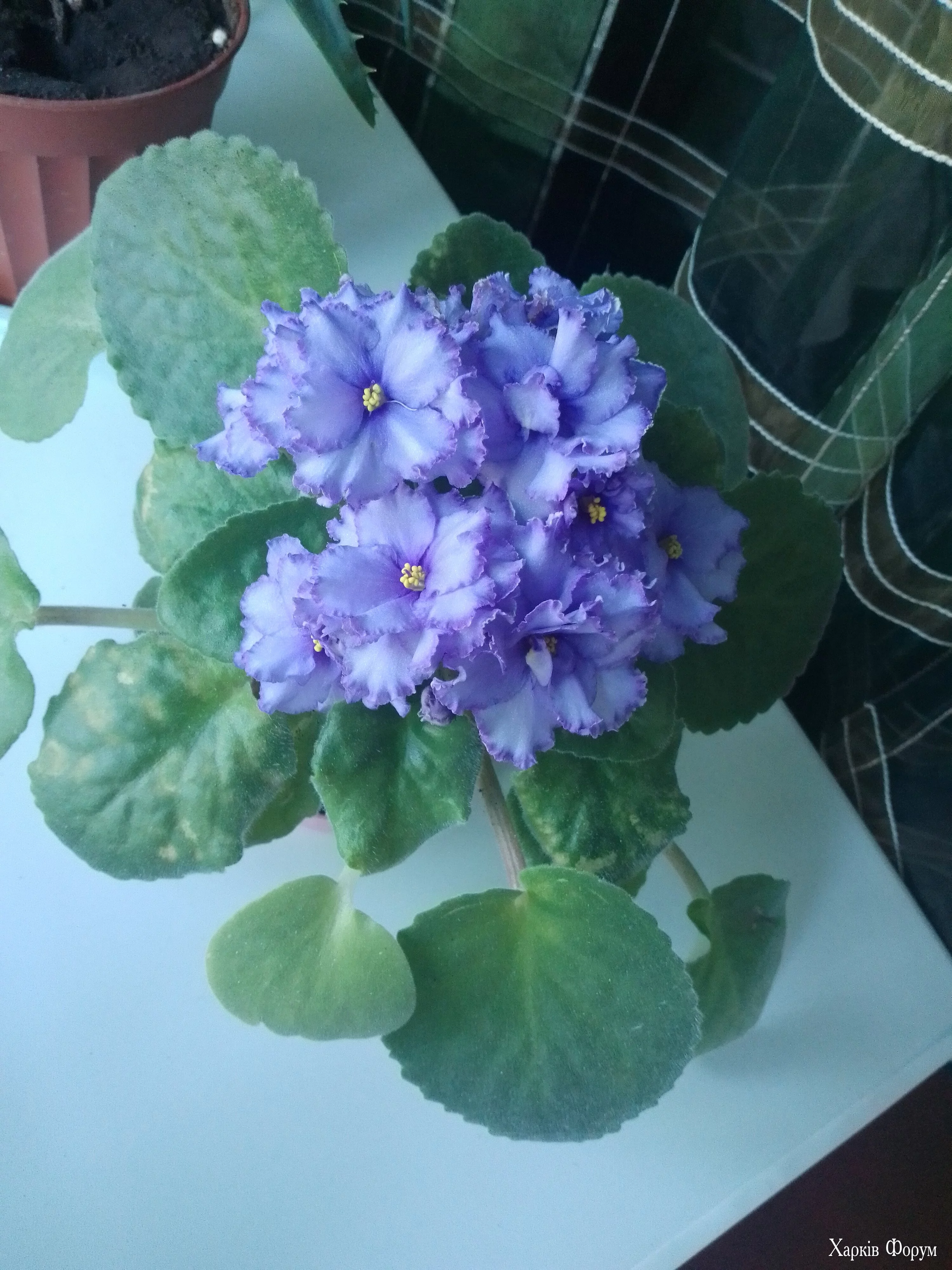 IMG_20250423_083403.webp