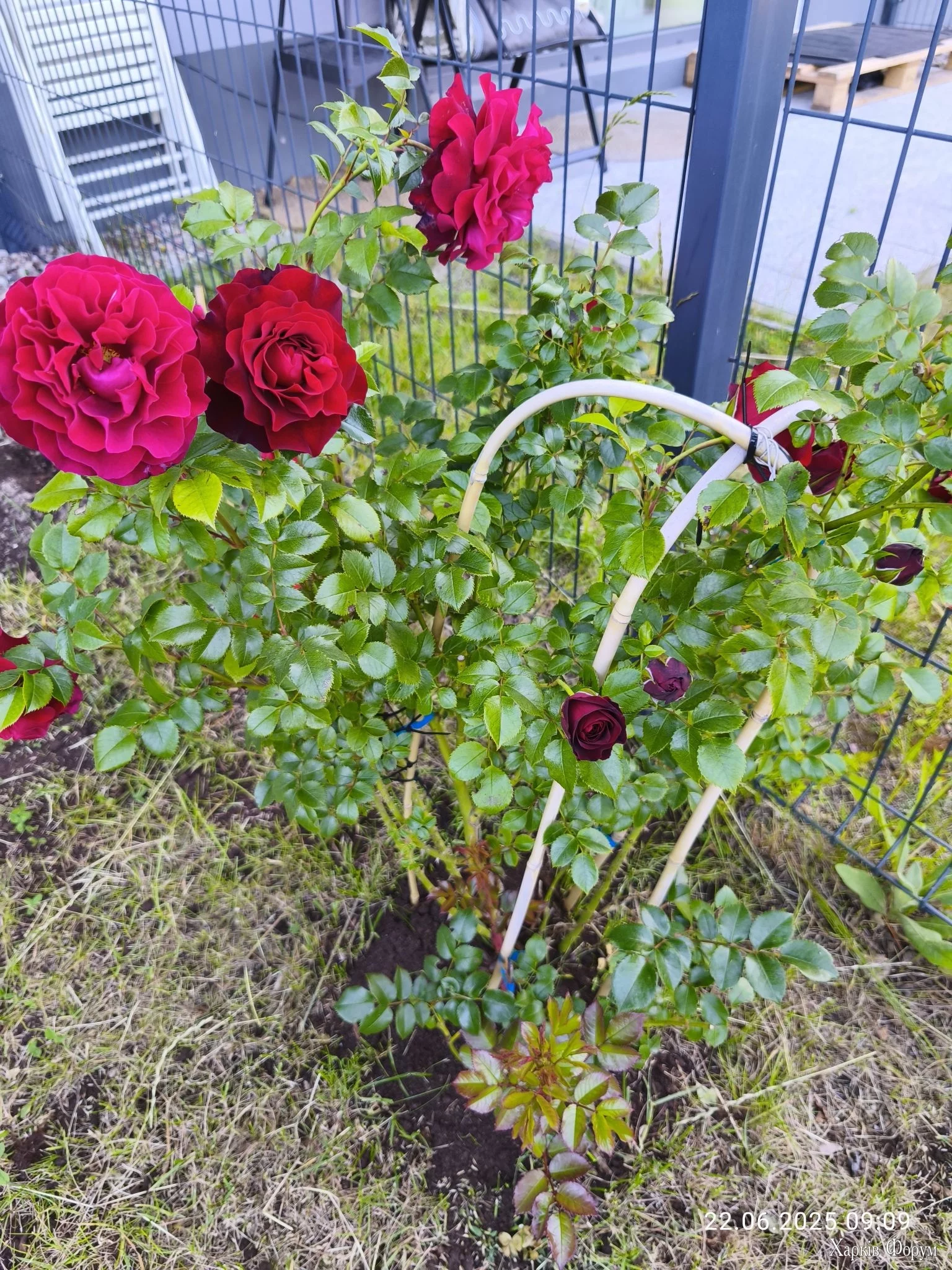 IMG_20250622_090951_compress74.webp