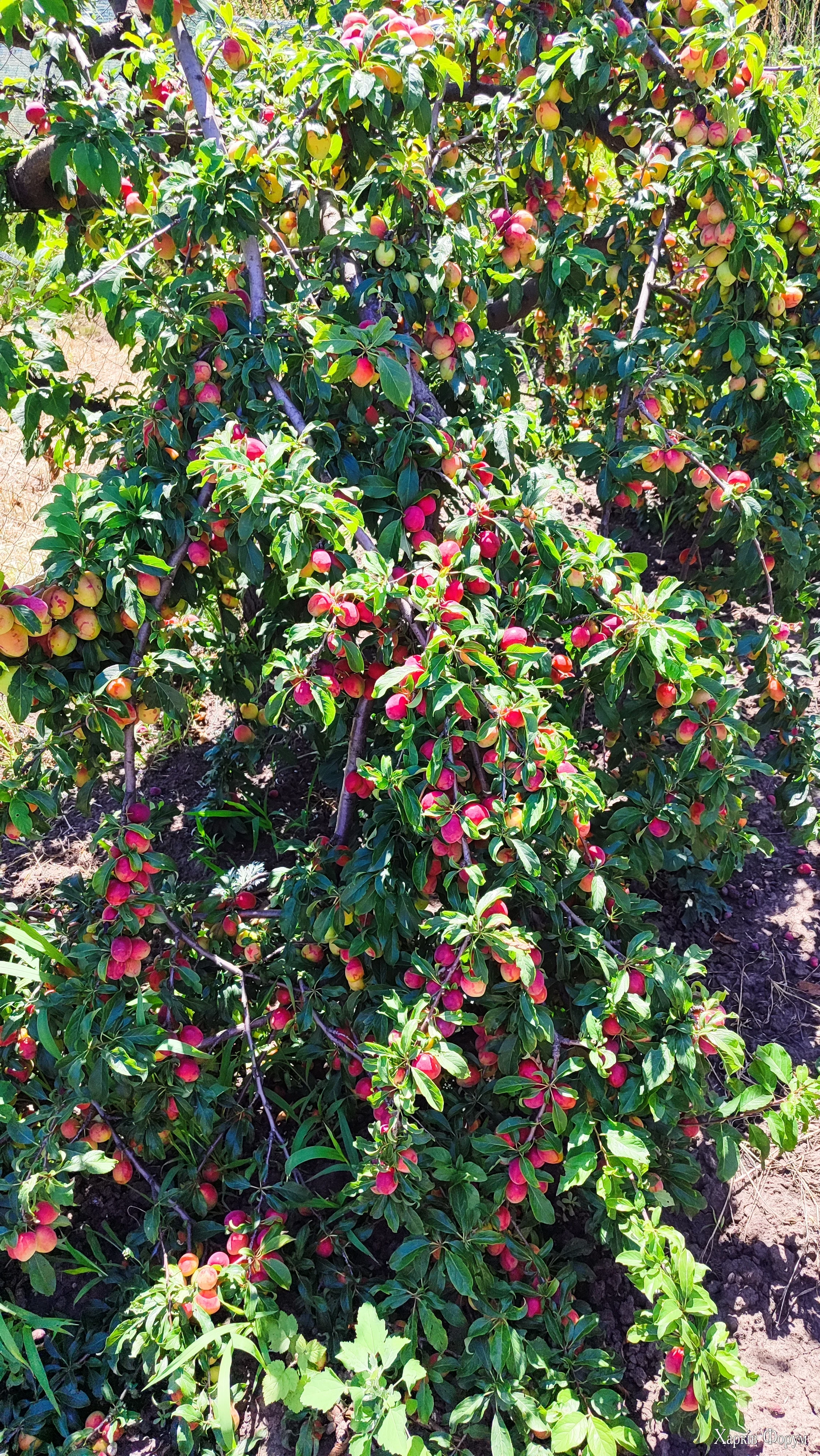 IMG_20250706_125250.webp