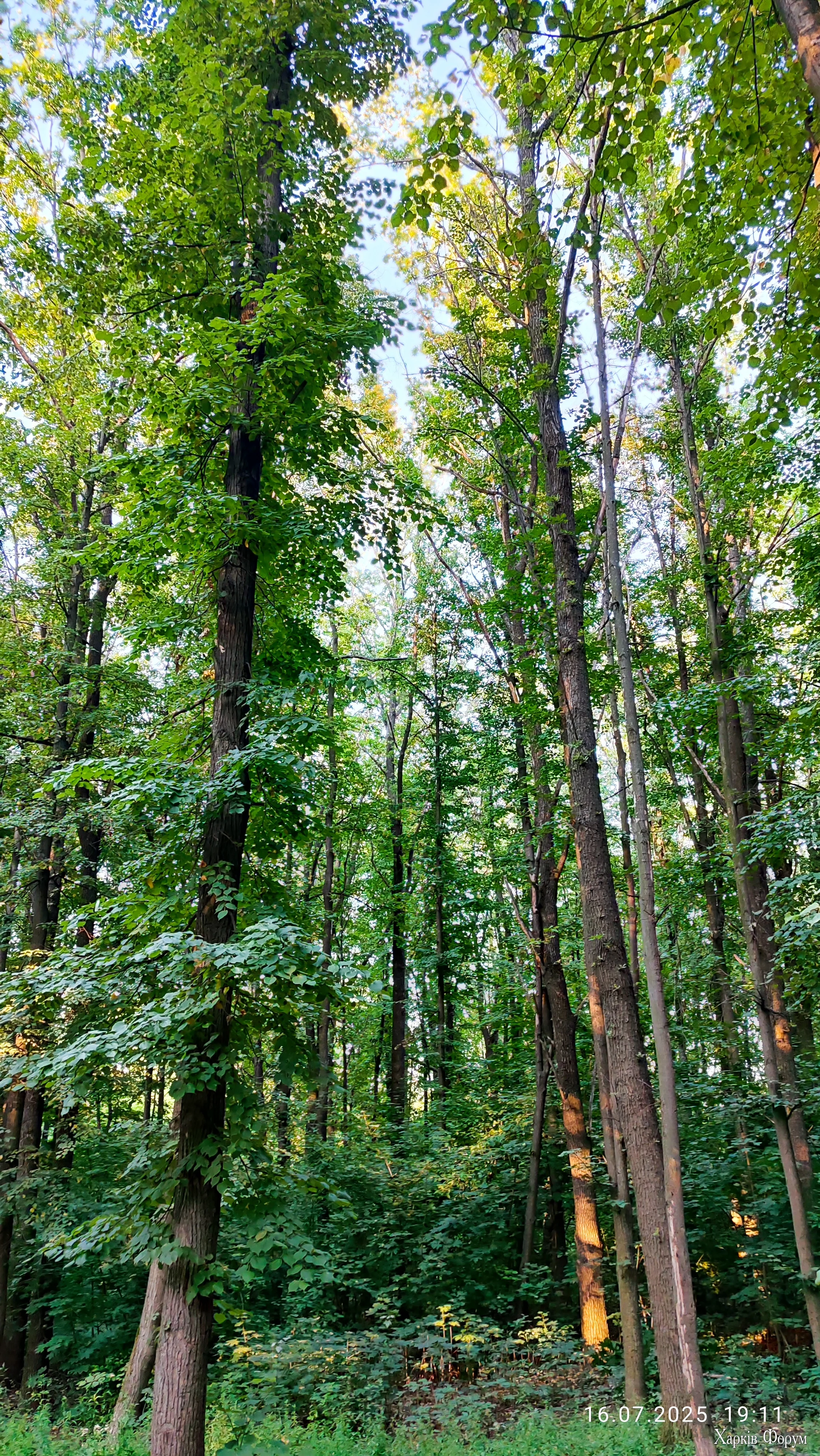 IMG_20250716_191124.webp